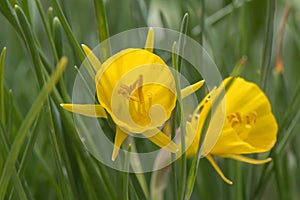 Hoop-petticoat daffodil Narcissus bulbocodium, yellow spring flowers photo
